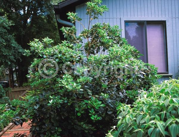 Pink blooms; Evergreen; Needles or needle-like leaf