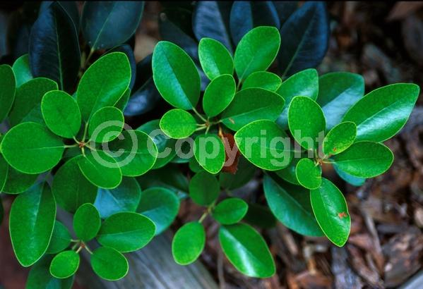 Pink blooms; Evergreen; Needles or needle-like leaf