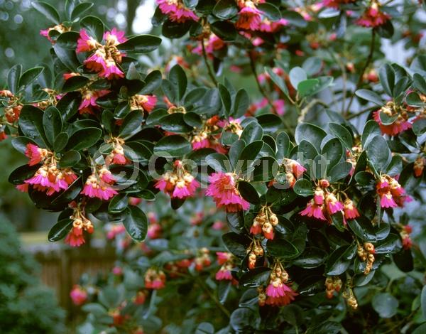 Pink blooms; Evergreen; Needles or needle-like leaf