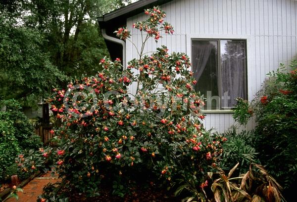 Pink blooms; Evergreen; Needles or needle-like leaf