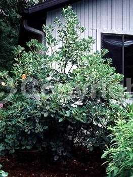 Pink blooms; Evergreen; Needles or needle-like leaf