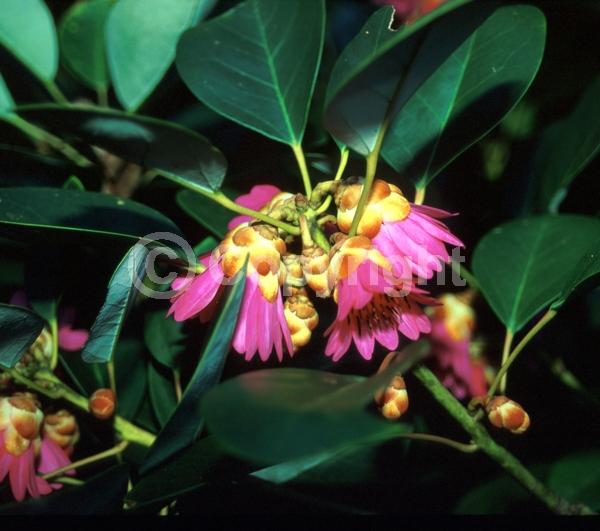 Pink blooms; Evergreen; Needles or needle-like leaf