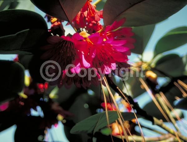 Pink blooms; Evergreen; Needles or needle-like leaf