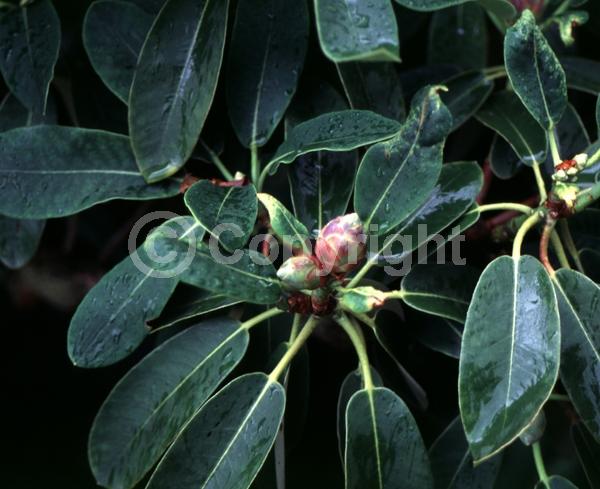 Purple blooms; White blooms; Pink blooms; Evergreen