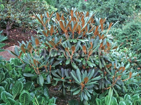 Purple blooms; White blooms; Pink blooms; Evergreen