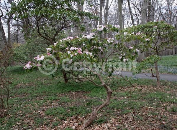 White blooms; Pink blooms; Evergreen