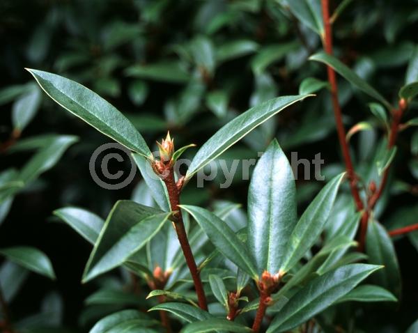 Purple blooms; Pink blooms; Semi-evergreen