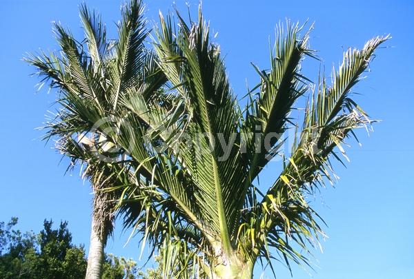 Pink blooms; Evergreen; Broadleaf