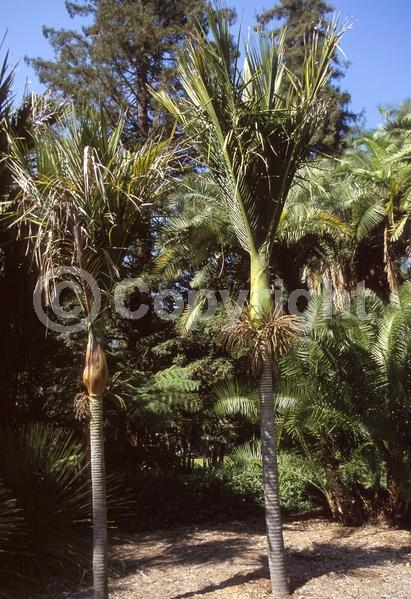 Pink blooms; Evergreen; Broadleaf