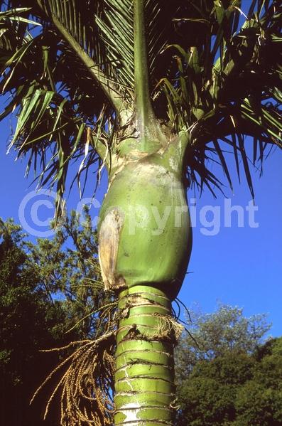 Pink blooms; Evergreen; Broadleaf