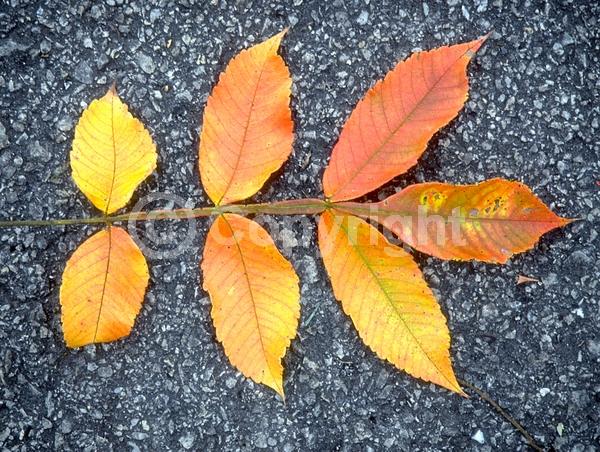 White blooms; Deciduous; Broadleaf