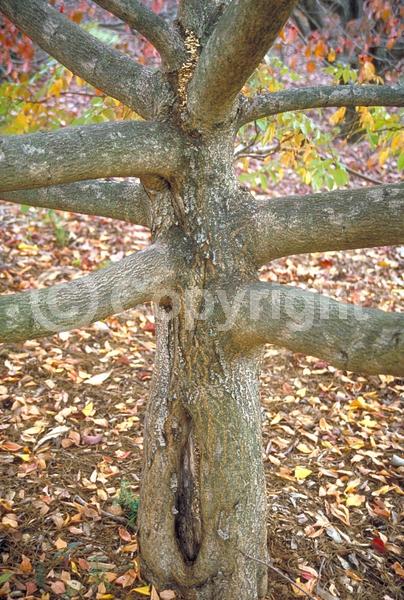 White blooms; Deciduous; Broadleaf