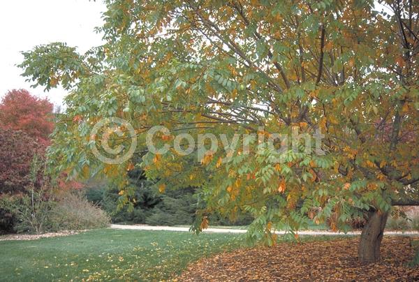 White blooms; Deciduous; Broadleaf
