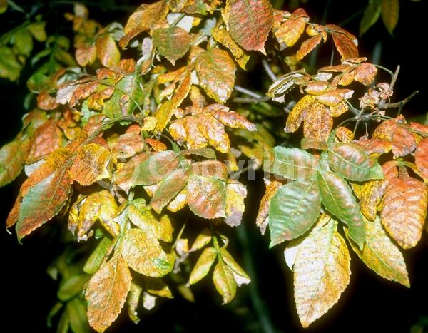 White blooms; Deciduous; Broadleaf