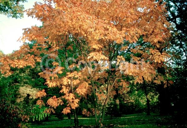 White blooms; Deciduous; Broadleaf
