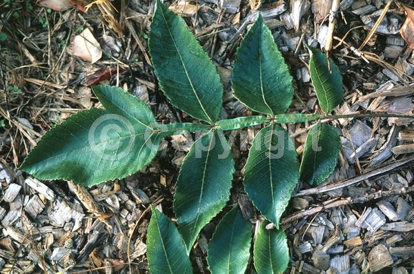 White blooms; Deciduous; Broadleaf