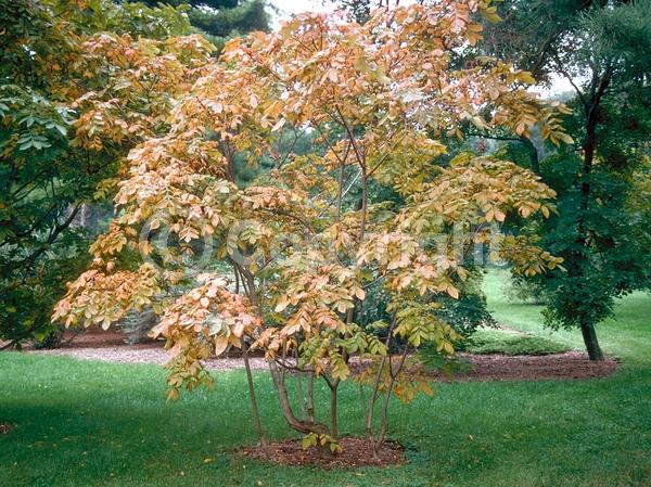 White blooms; Deciduous; Broadleaf