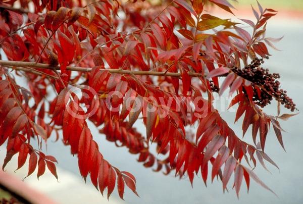 Yellow blooms; Deciduous; Broadleaf; North American Native