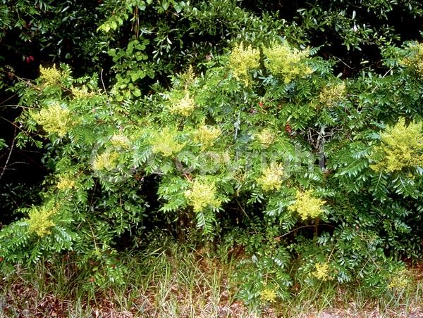 Yellow blooms; Deciduous; Broadleaf; North American Native