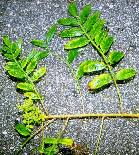 Yellow blooms; Deciduous; Broadleaf; North American Native