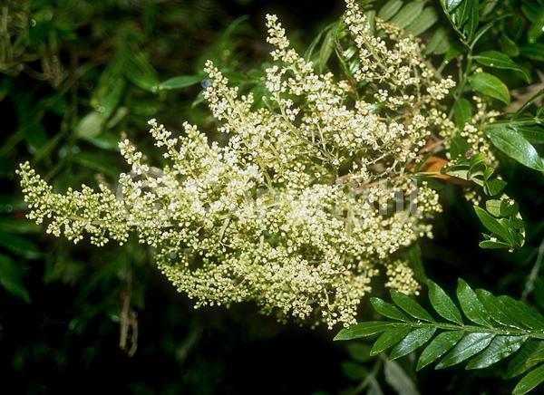 Yellow blooms; Deciduous; Broadleaf; North American Native