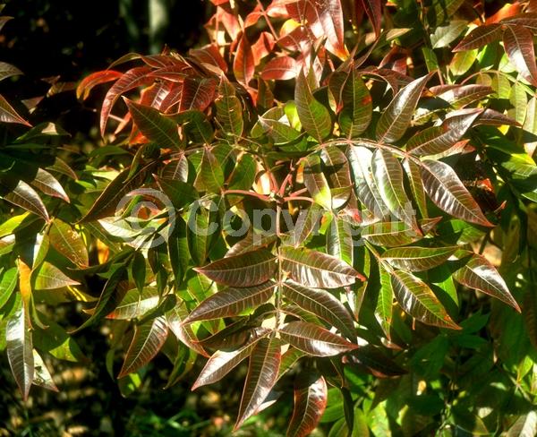 Yellow blooms; Deciduous; Broadleaf; North American Native