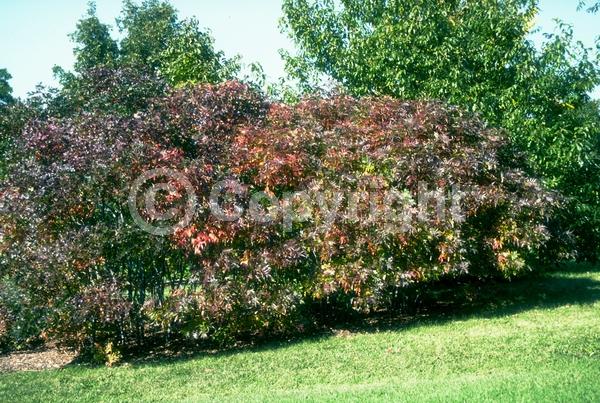 Yellow blooms; Deciduous; Broadleaf; North American Native
