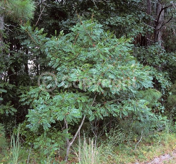 Yellow blooms; Deciduous; Broadleaf; North American Native