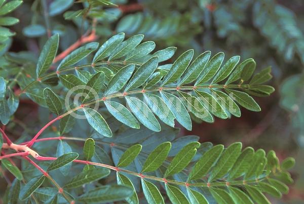 Yellow blooms; Deciduous; Broadleaf; North American Native