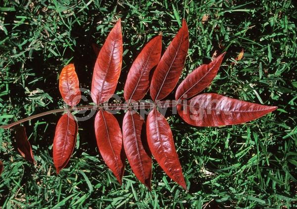 Yellow blooms; Deciduous; Broadleaf; North American Native