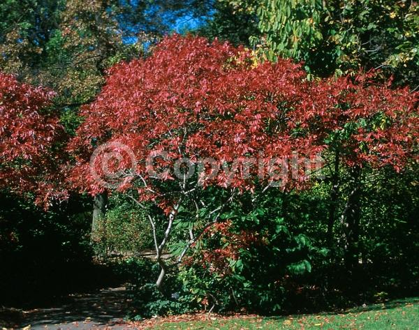 Yellow blooms; Deciduous; Broadleaf; North American Native