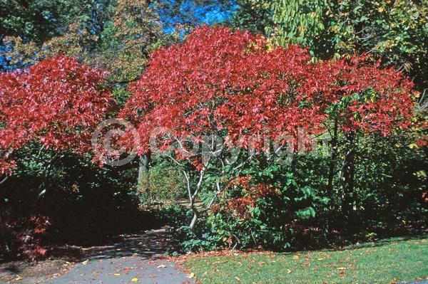 Yellow blooms; Deciduous; Broadleaf; North American Native