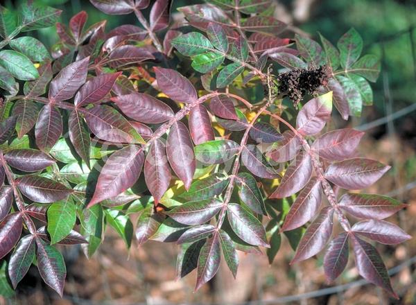 Yellow blooms; Deciduous; Broadleaf; North American Native