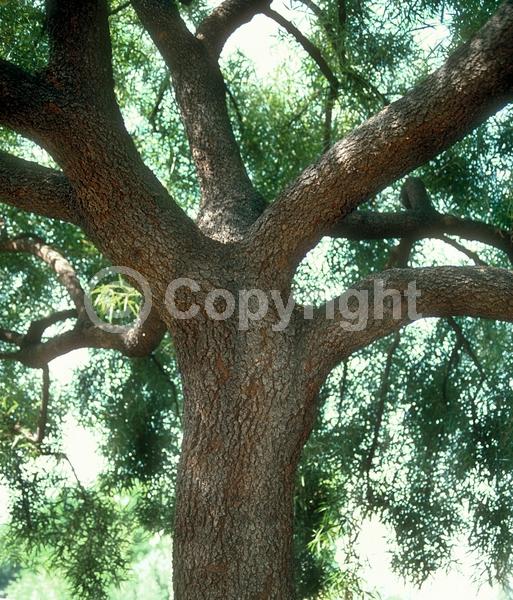 Yellow blooms; Green blooms; Evergreen; Broadleaf