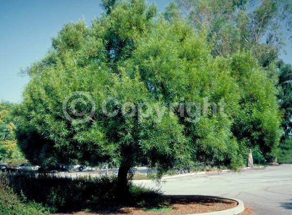 Yellow blooms; Green blooms; Evergreen; Broadleaf
