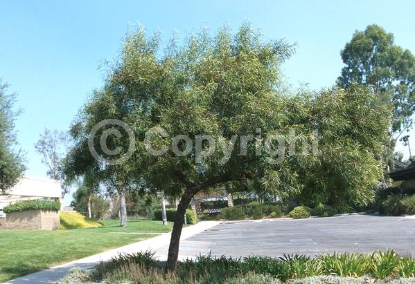 Yellow blooms; Green blooms; Evergreen; Broadleaf