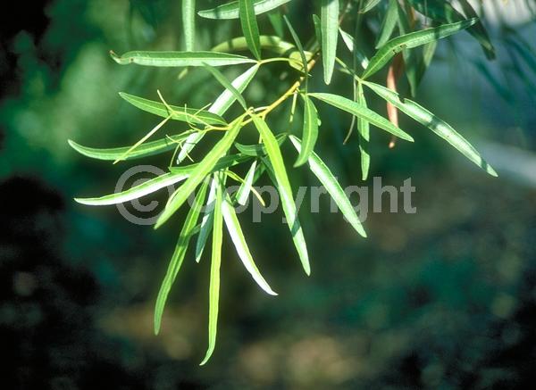 Yellow blooms; Green blooms; Evergreen; Broadleaf