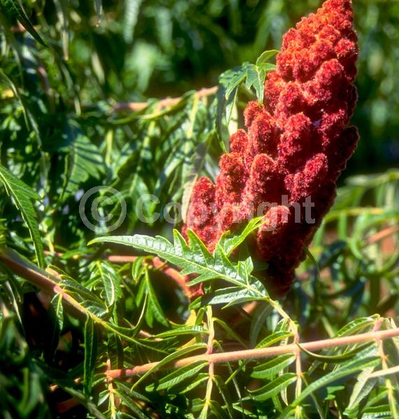 Yellow blooms; Deciduous; Broadleaf