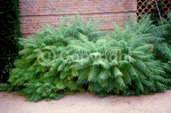 Yellow blooms; Deciduous; Broadleaf