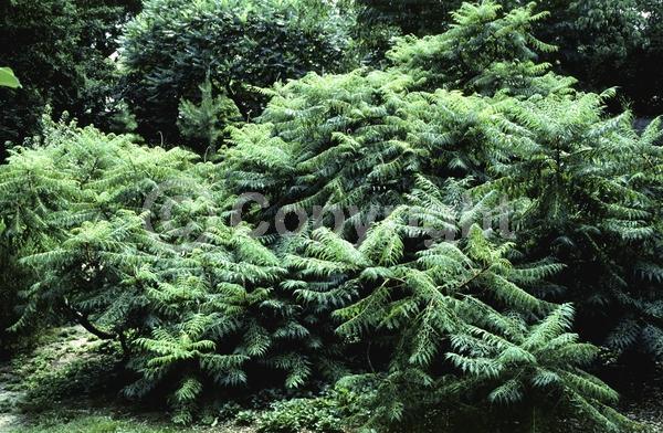Yellow blooms; Deciduous; Broadleaf