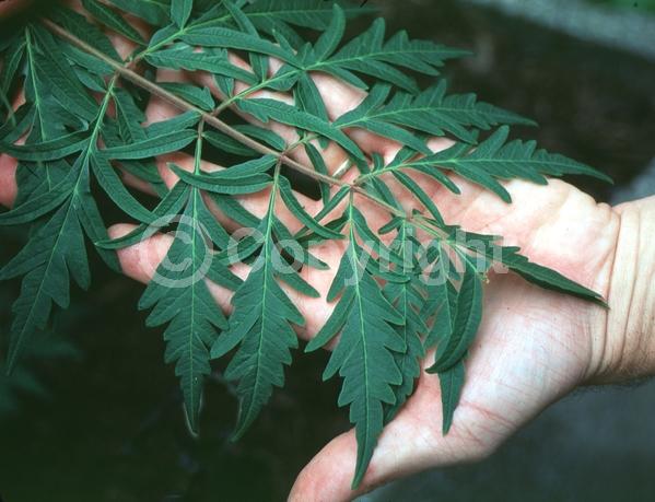 Yellow blooms; Deciduous; Broadleaf