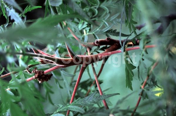 Yellow blooms; Deciduous; Broadleaf