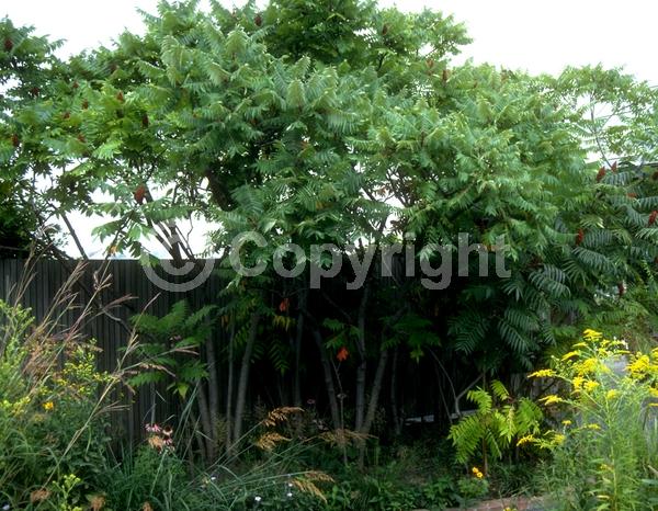 Yellow blooms; Deciduous; Broadleaf; North American Native
