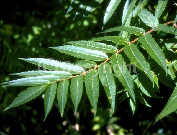 Yellow blooms; Deciduous; Broadleaf; North American Native