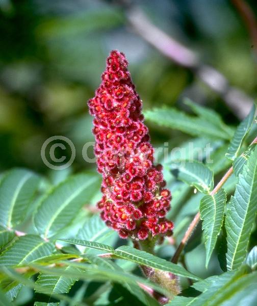 Yellow blooms; Deciduous; Broadleaf; North American Native