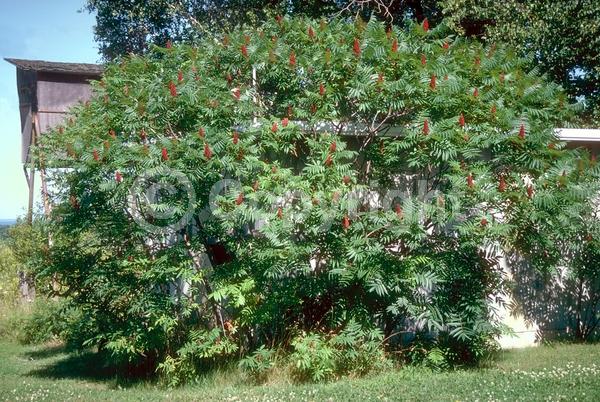 Yellow blooms; Deciduous; Broadleaf; North American Native
