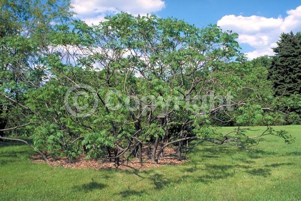 Yellow blooms; Deciduous; Broadleaf; North American Native
