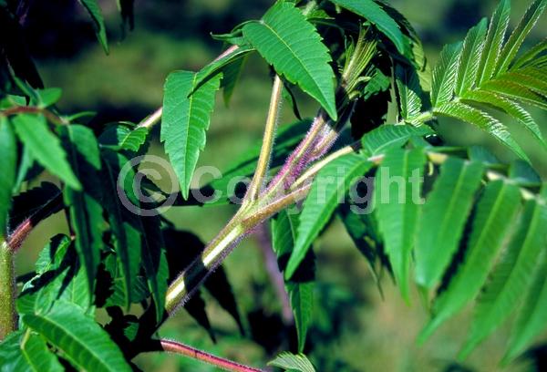 Yellow blooms; Deciduous; Broadleaf; North American Native