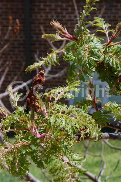 Yellow blooms; Deciduous; Broadleaf; North American Native