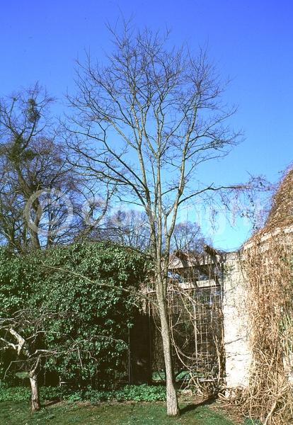 Red blooms; Pink blooms; Deciduous; North American Native